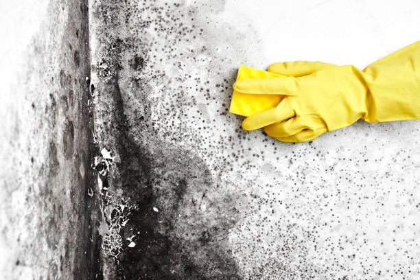 Best Black Mold Removal  in Morgantown, PA